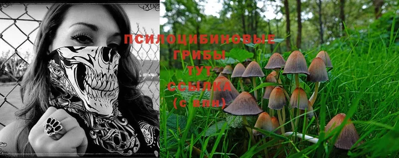 Псилоцибиновые грибы Psilocybe  даркнет сайт  Называевск 